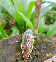 Psiloptera attenuata