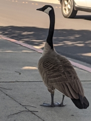 Branta canadensis