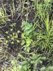 Tauschia arguta