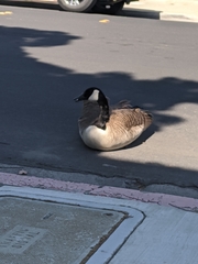 Branta canadensis