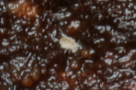 Megalothorax minimus V.Willem, 1900