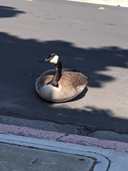 Branta canadensis