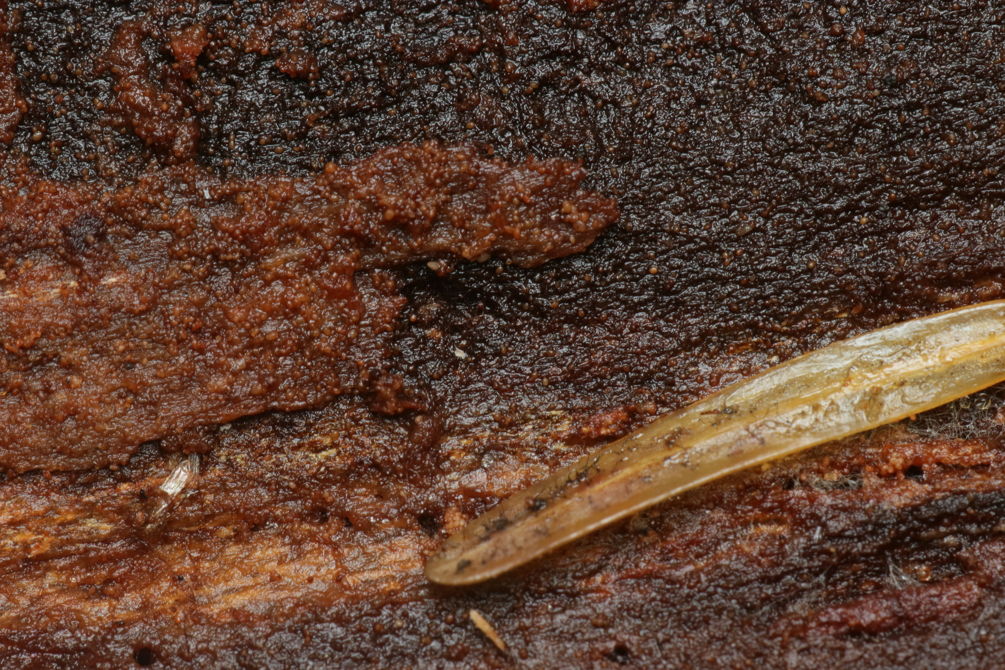 Megalothorax minimus V.Willem, 1900