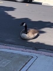 Branta canadensis