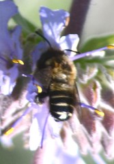 Megachiloides