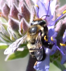 Megachiloides