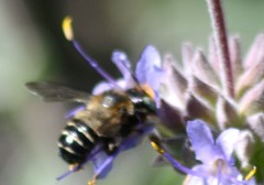 Megachiloides