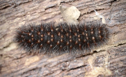 iNaturalist observation photo of Painted Tiger Moth