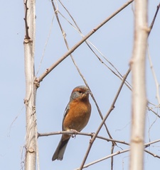 Microspingus erythrophrys