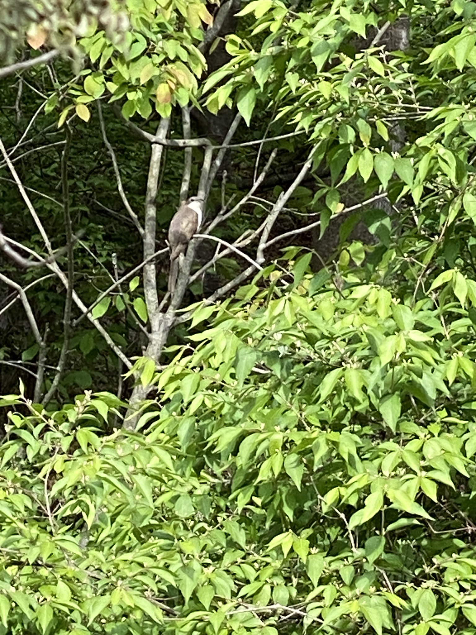Black-billed Cuckoo (Coccyzus erythropthalmus), photo 1