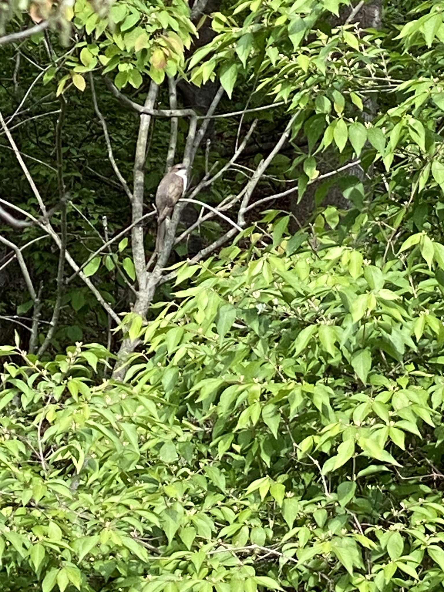 Black-billed Cuckoo (Coccyzus erythropthalmus), photo 2