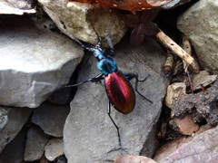 Carabus hispanus