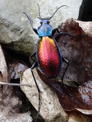 Carabus hispanus