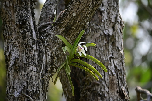 Vanda flavobrunnea