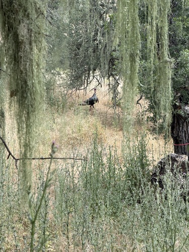 iNaturalist observation photo of Wild Turkey