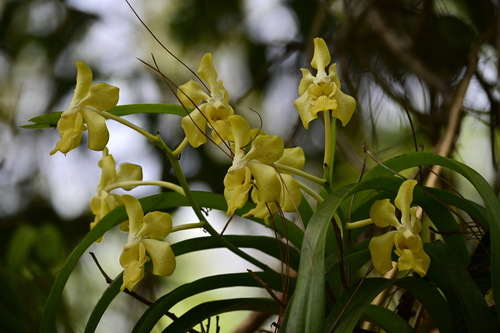 Vanda denisoniana