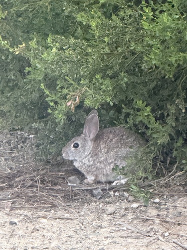 iNaturalist observation photo of Brush Rabbit