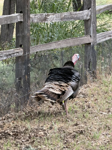 iNaturalist observation photo of Wild Turkey