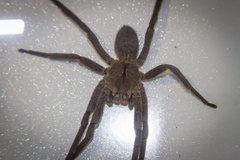 Phoneutria nigriventer