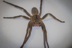 Phoneutria nigriventer