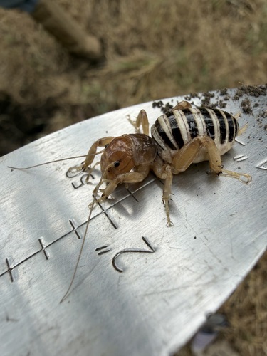 iNaturalist observation photo of North American Jerusalem Crickets