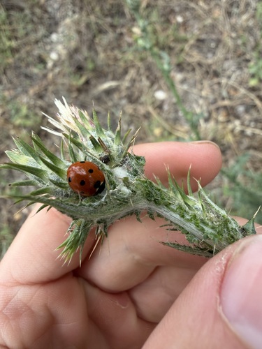 iNaturalist observation photo of Seven-spotted Lady Beetle