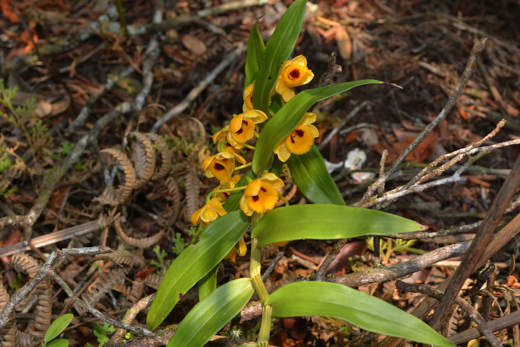 Dendrobium chrysanthum Wall. ex Lindl. 2