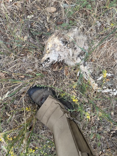 iNaturalist observation photo of Coyote
