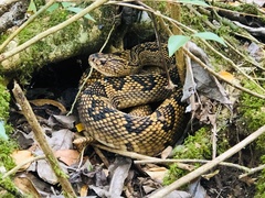 Crotalus totonacus