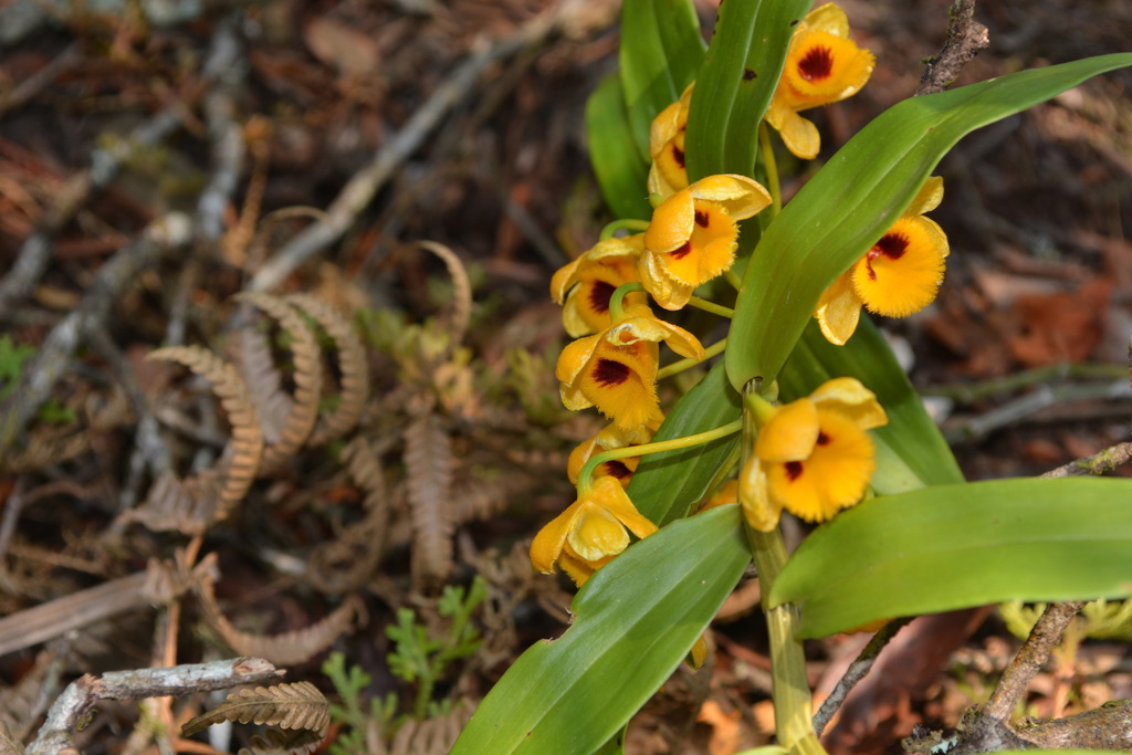 Dendrobium chrysanthum Wall. ex Lindl. 4