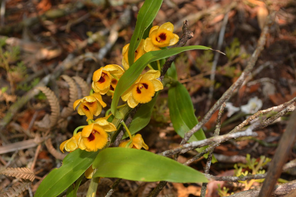 Dendrobium chrysanthum Wall. ex Lindl. 3
