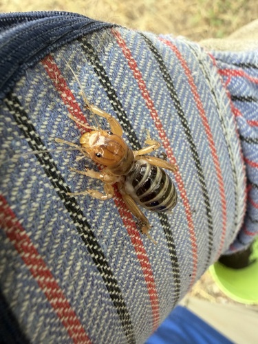 iNaturalist observation photo of North American Jerusalem Crickets