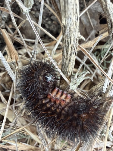iNaturalist observation photo of Painted Tiger Moth