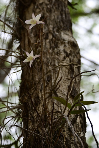 Hooded Orchid