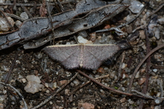 Idaea inversata