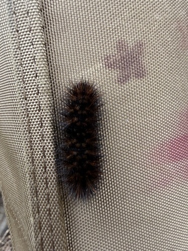 iNaturalist observation photo of Painted Tiger Moth
