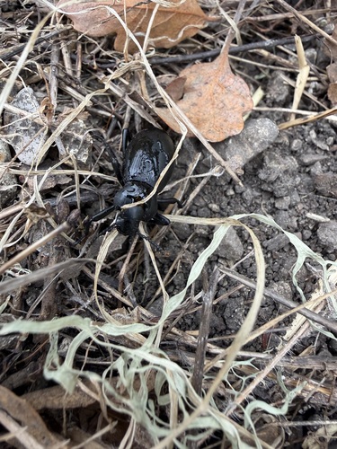 iNaturalist observation photo of Beetles