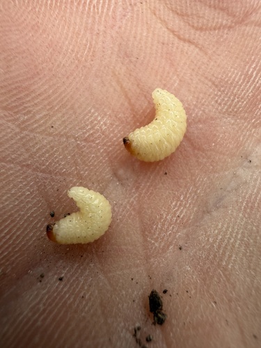 iNaturalist observation photo of Insects