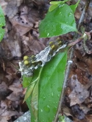 Limenitis arthemis astyanax