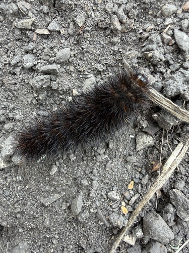 iNaturalist observation photo of Painted Tiger Moth