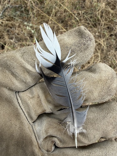 iNaturalist observation photo of Mourning Dove