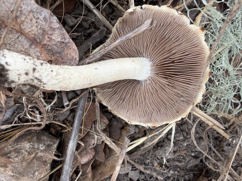 iNaturalist observation photo of Common Gilled Mushrooms and Allies