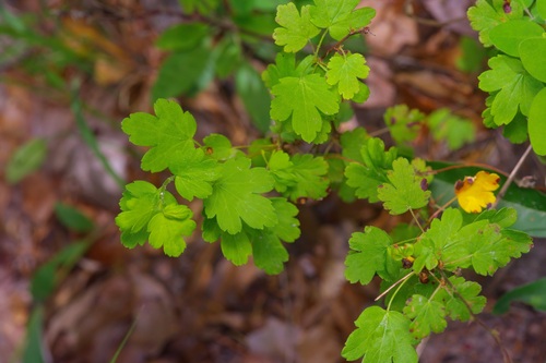 Ribes curvatum, photograph 2
