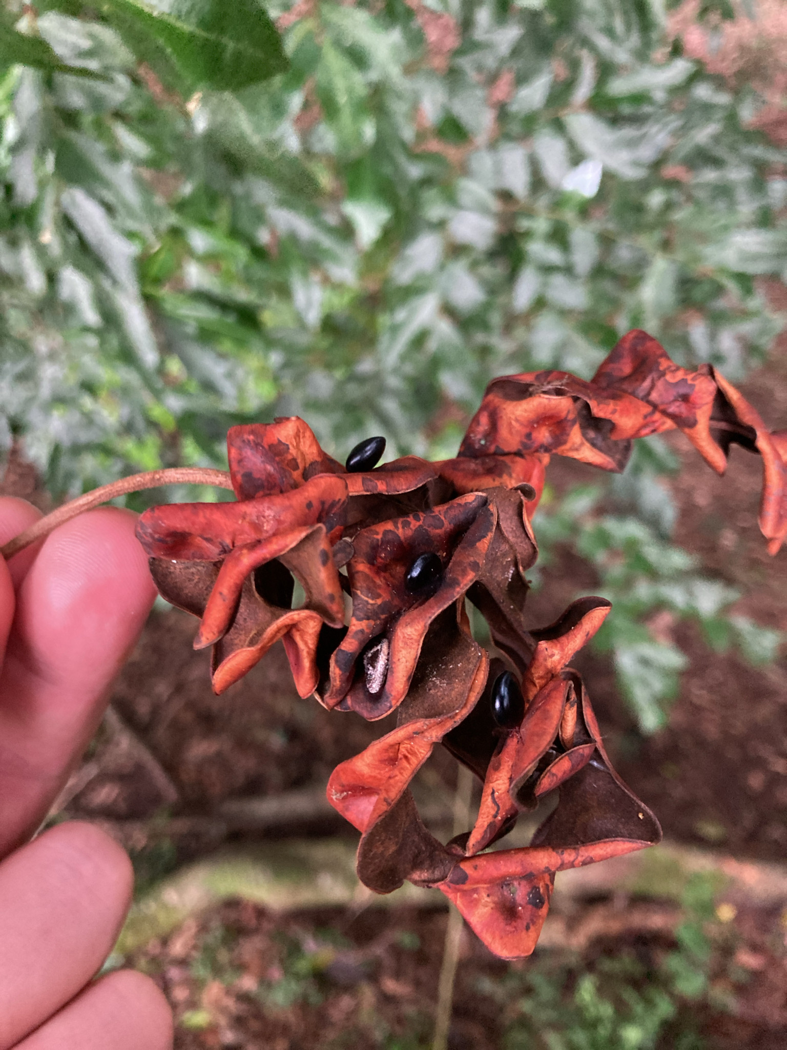 Imagem de Pararchidendron pruinosum