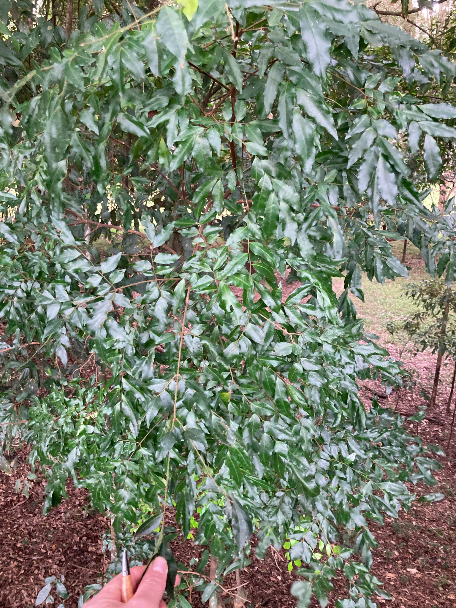 Imagem de Pararchidendron pruinosum