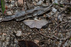 Idaea inversata