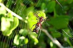 Micrathena swainsoni