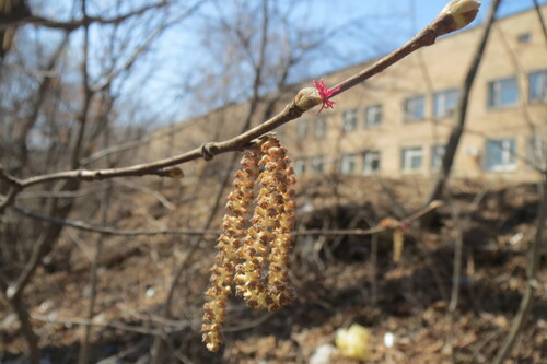 Corylus sieboldiana iNat (3)