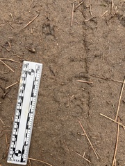 Otospermophilus beecheyi