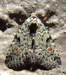 Maliattha concinnimacula